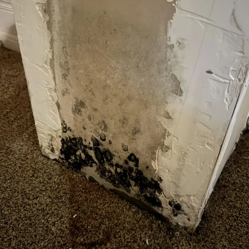 Professional Mold Removal in Rockville, MN